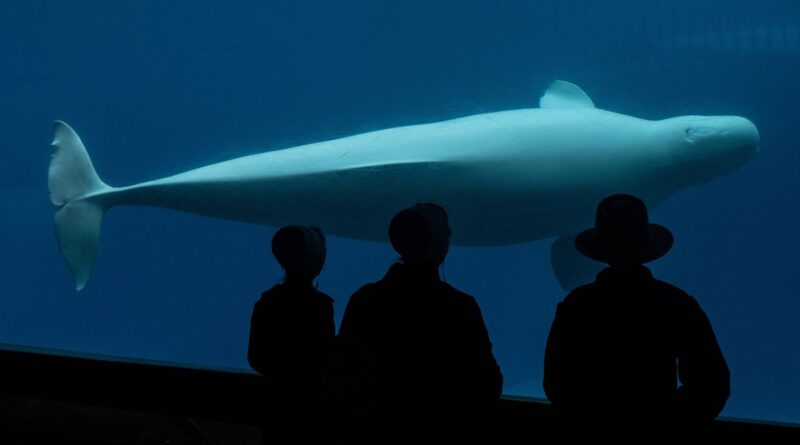 Canada : Marineland menace d'euthanasier 30 bélugas sans aide gouvernementale