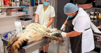 Hyène rare exploité pour la magie noire : Neuf arrestations à Grombalia