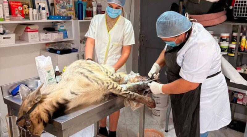 Hyène rare exploité pour la magie noire : Neuf arrestations à Grombalia