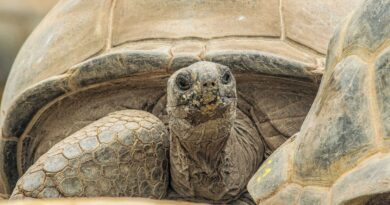 À l'image de la tortue Gramma, quels animaux vivent longtemps ?