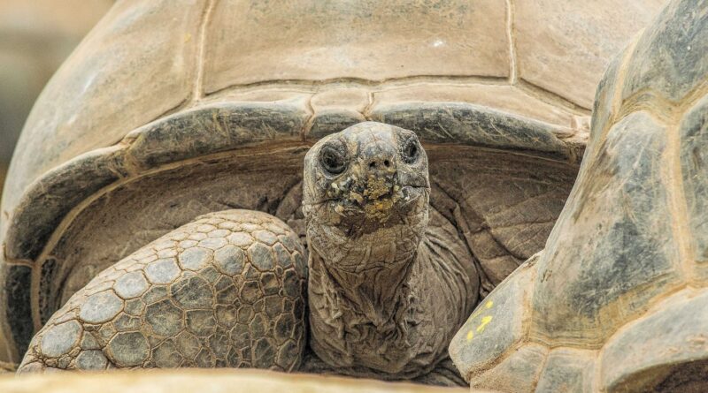 À l'image de la tortue Gramma, quels animaux vivent longtemps ?