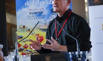 Abeilles décimées par les frelons asiatiques depuis l'été : situation catastrophique.