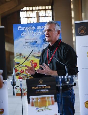 Abeilles décimées par les frelons asiatiques depuis l'été : situation catastrophique.