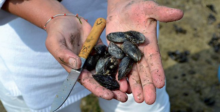 Agadir : interdiction de récolte et vente des produits conchylicoles à Douira-Sidi R'bat et Imi Ouaddar