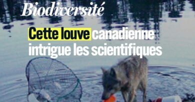 Brésil : les aras de Spix menacés d'extinction par un virus