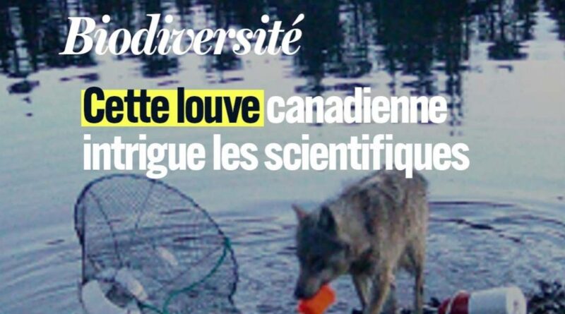 Brésil : les aras de Spix menacés d'extinction par un virus