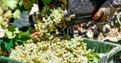 Budget 2026 : Les vignerons français ne veulent pas d’une nouvelle taxe sur le numérique
