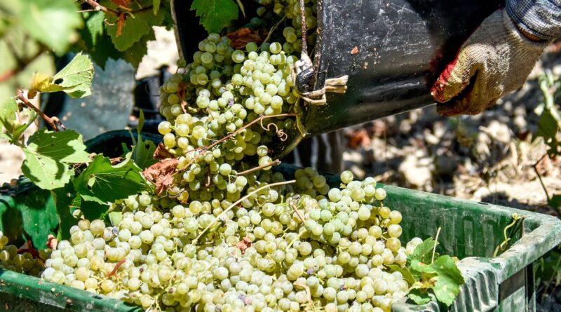 Budget 2026 : Les vignerons français ne veulent pas d’une nouvelle taxe sur le numérique