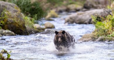 Canada : Un ours attaque des écoliers, onze blessés, quatre graves