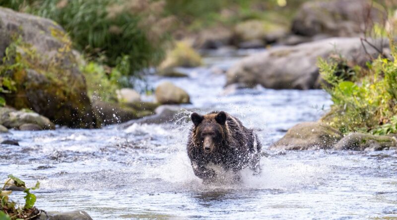 Canada : Un ours attaque des écoliers, onze blessés, quatre graves