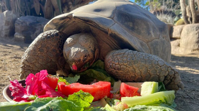 Décès de Gramma, tortue centenaire ayant survécu à deux guerres et deux pandémies