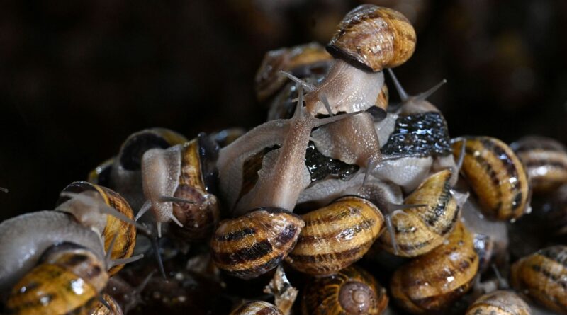 Des escargots de vigne volés en France, d'une valeur près de 100.000 euros.