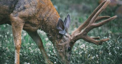 Elle meurt percutée par le cerf qu'elle ne voulait pas dresser.