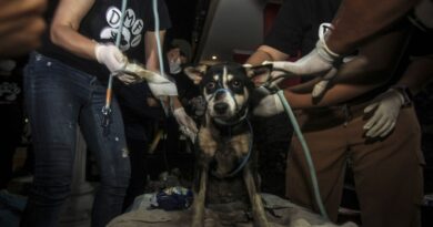 Indonésie : Jakarta interdit de manger chien, chat ou chauve-souris