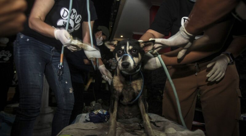 Indonésie : Jakarta interdit de manger chien, chat ou chauve-souris