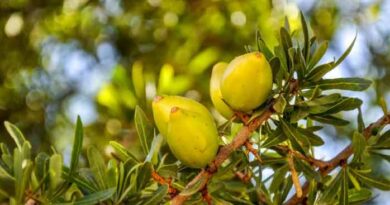 L'arganier, savoir-faire ancestral d'Essaouira depuis plus de 150.000 ans.