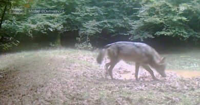 Les loups de la forêt d’Anlier : risques pour animaux et humains.