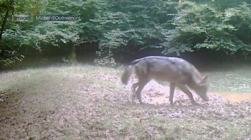 Les loups de la forêt d’Anlier : risques pour animaux et humains.