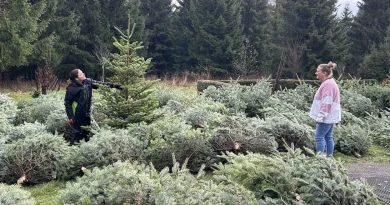 Les producteurs de sapins n'ont pas terminé leur travail.