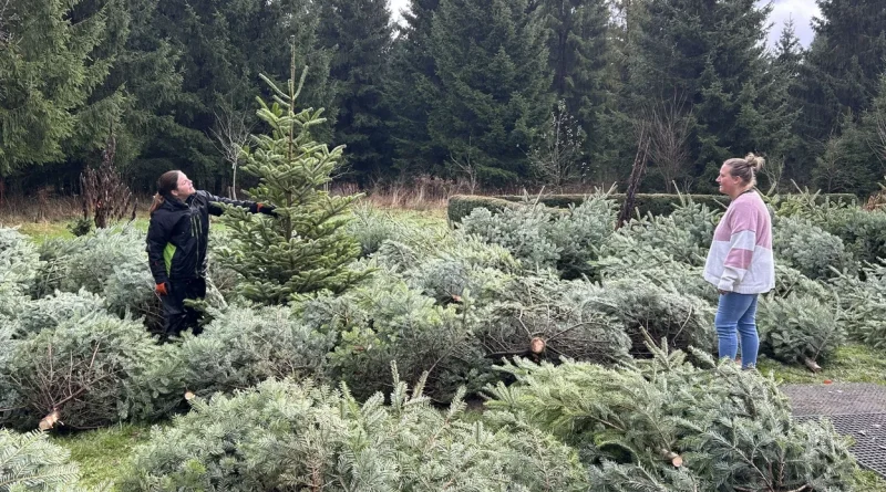 Les producteurs de sapins n'ont pas terminé leur travail.