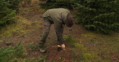 Les vendeurs de sapins ne veulent pas subir 2000 euros de perte.