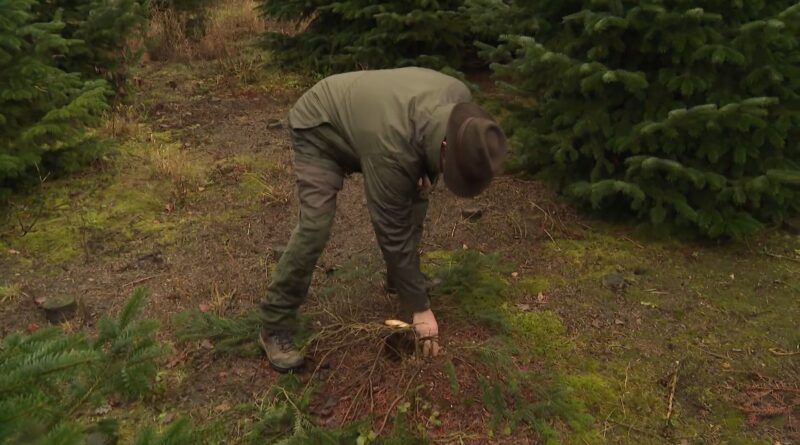 Les vendeurs de sapins ne veulent pas subir 2000 euros de perte.