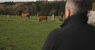 "Loups de la forêt d’Anlier : craintes, hostilité et danger"