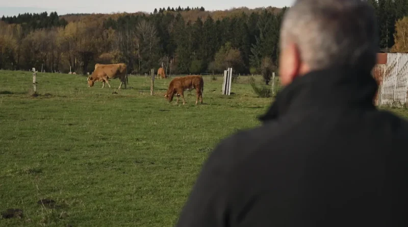 "Loups de la forêt d’Anlier : craintes, hostilité et danger"