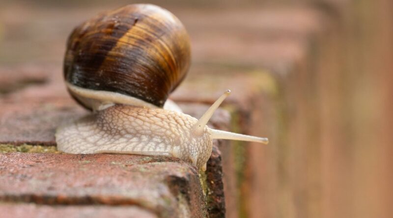 Marne : Un éleveur d'escargots victime de vol un mois avant Noël