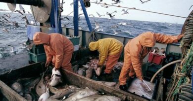 Port d'Essaouira : Les débarquements de la pêche chutent de 26% à fin octobre