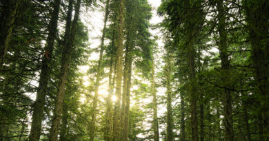 Reboisement de 100 hectares de forêts prévu à Nabeul