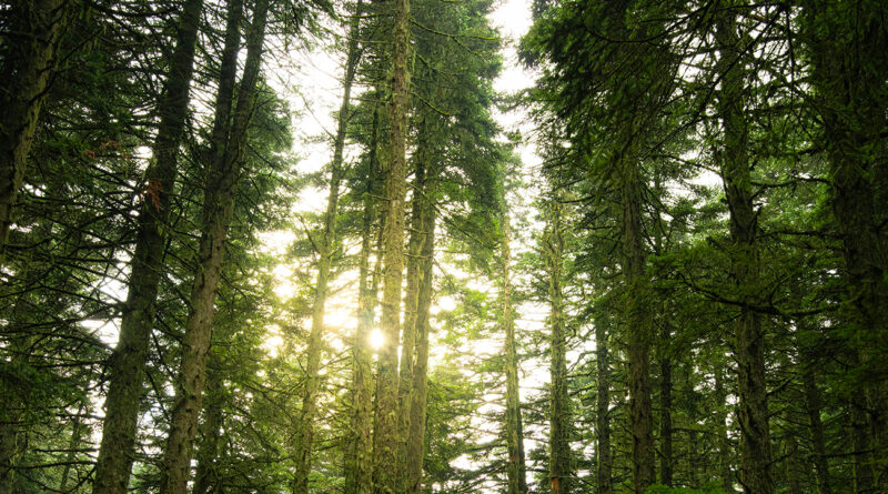 Reboisement de 100 hectares de forêts prévu à Nabeul