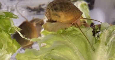 Royaume-Uni : Des escargots découverts dans des bureaux vides ?