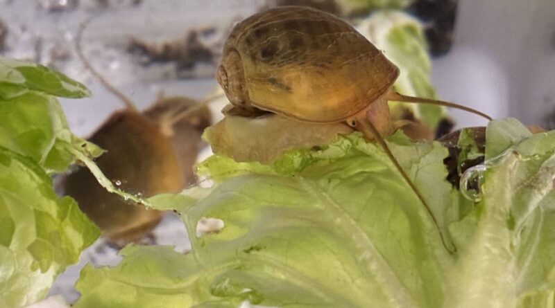 Royaume-Uni : Des escargots découverts dans des bureaux vides ?