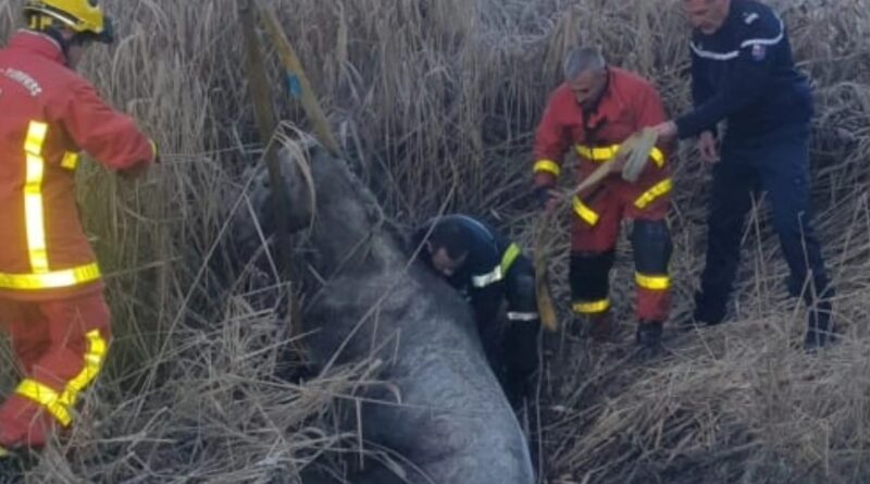Un gendarme sauve un cheval enlisés dans la boue.