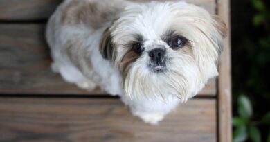 Un policier tire sur un Shih Tzu, son maître recevra 500.000 dollars.