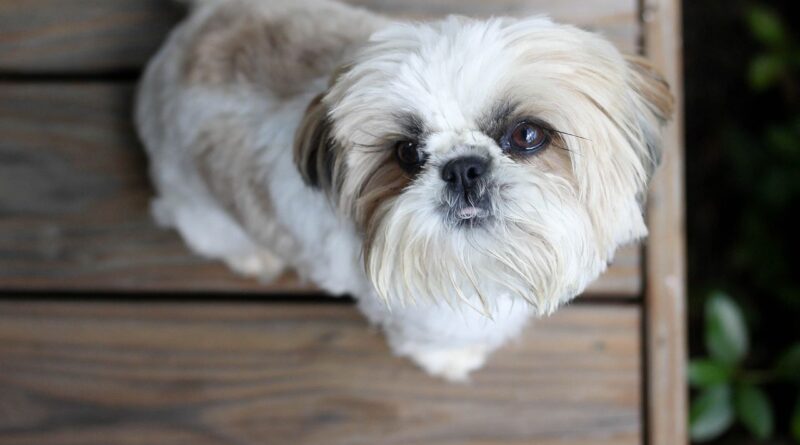 Un policier tire sur un Shih Tzu, son maître recevra 500.000 dollars.