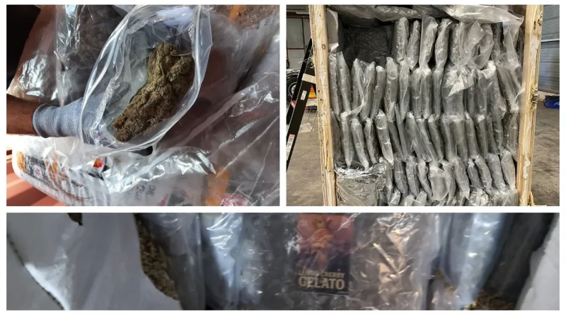 USA, Canada, Thaïlande : le cannabis étranger ne cesse d'inonder la Belgique