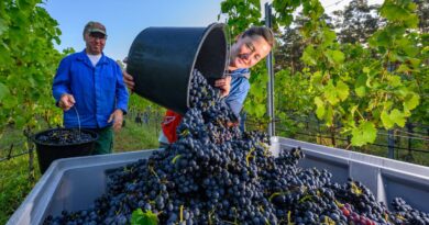 Viticulteurs : Un plan de 130 millions de l'État pour la crise du vin.