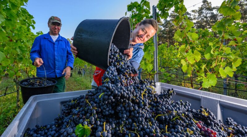 Viticulteurs : Un plan de 130 millions de l'État pour la crise du vin.