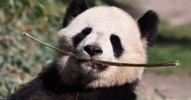 Voyage de Huan Huan et Yuan Zi, les pandas de Beauval, vers la Chine.