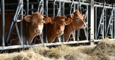 Abattre des troupeaux entiers pour la dermatose : unique solution ?