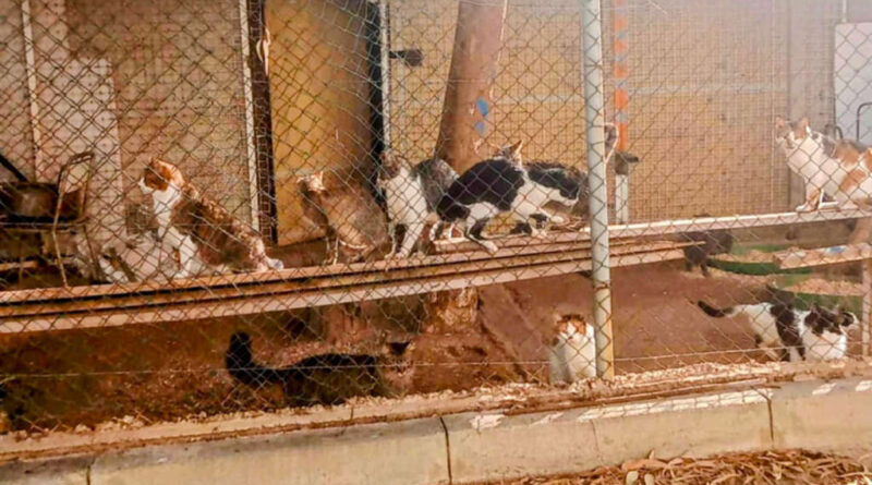 Adoption de l’article additionnel n°119 pour un Fonds de santé animale