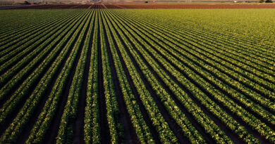 Agriculture biologique : 800 millions de dinars d'exportations.