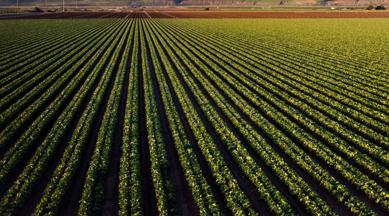 Agriculture biologique : 800 millions de dinars d'exportations.