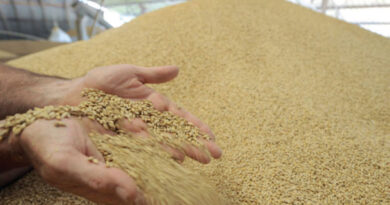 Baisse des prix mondiaux des produits alimentaires en novembre.