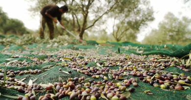 Billet – Agriculture : Les mains ne s’éloignent pas, la terre attend !