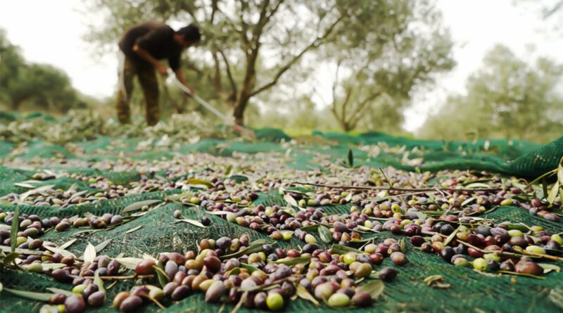 Billet – Agriculture : Les mains ne s’éloignent pas, la terre attend !