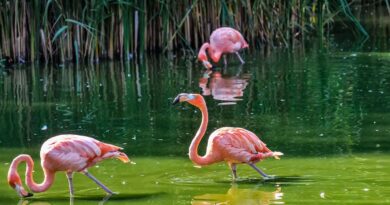 Biodiversité : Lynx et flamants roses s'améliorent en France, mais d'autres espèces menacées.