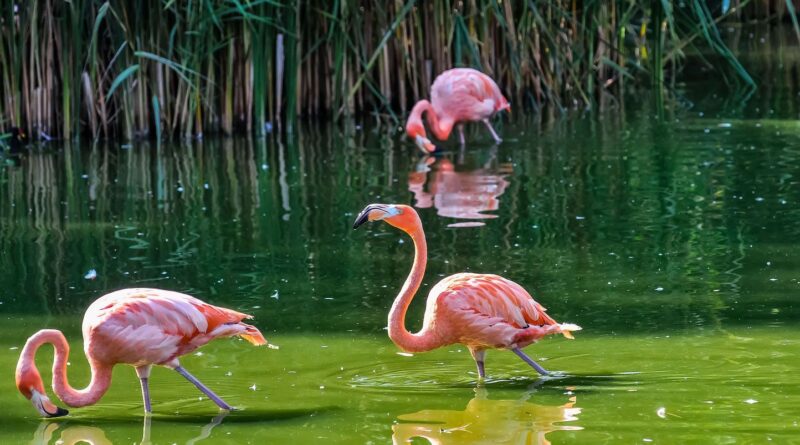 Biodiversité : Lynx et flamants roses s'améliorent en France, mais d'autres espèces menacées.